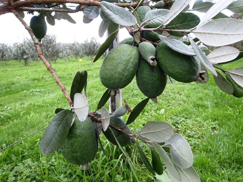 Фейхоа купить саженцы из питомнике {2}