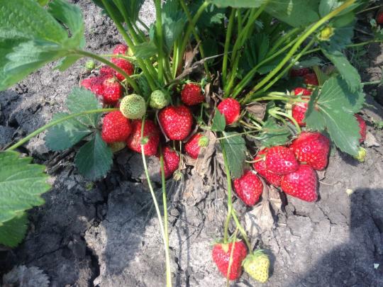 Клубника "СКАЛА" (6 шт.)